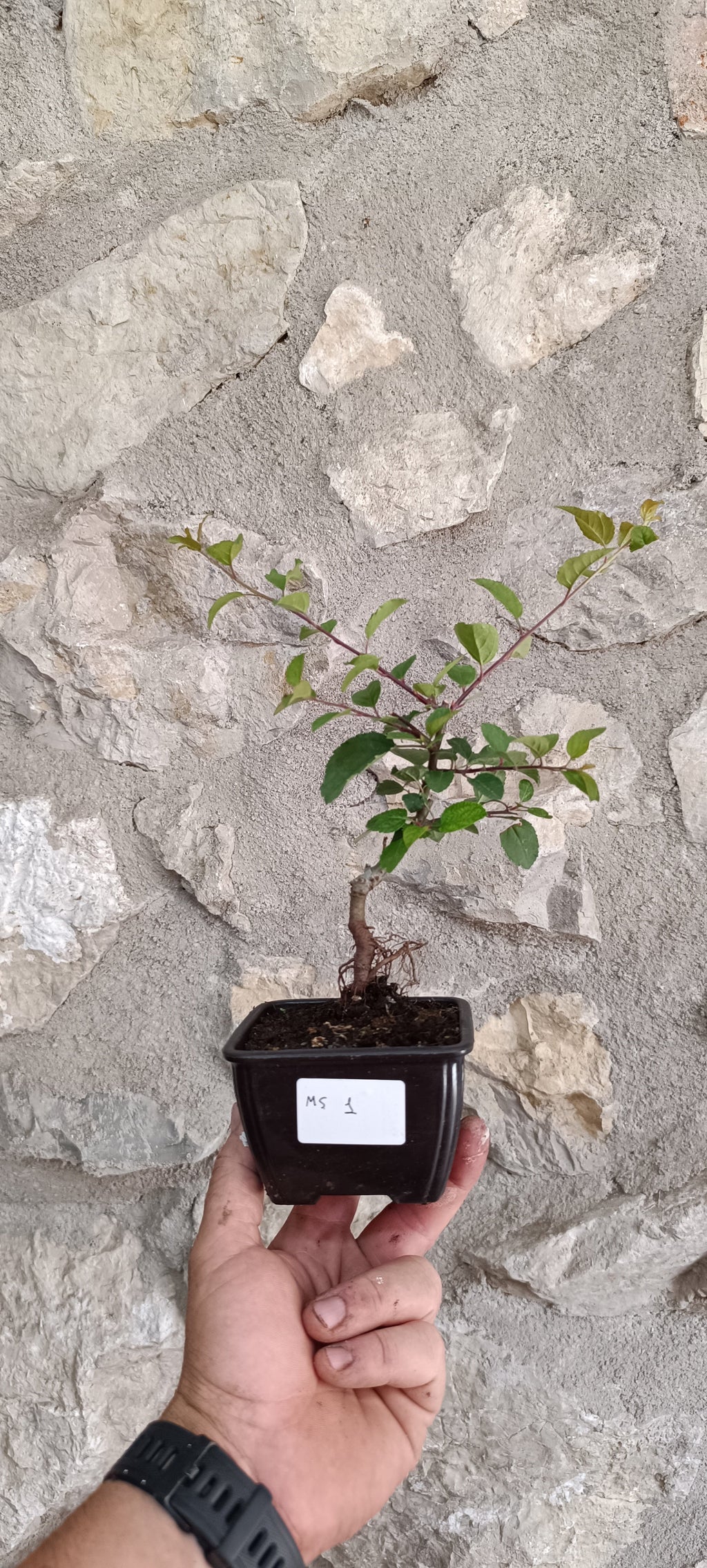 Manzano Silvestre Prebonsai Mini – Estilo Neagari con Raíces Expuestas