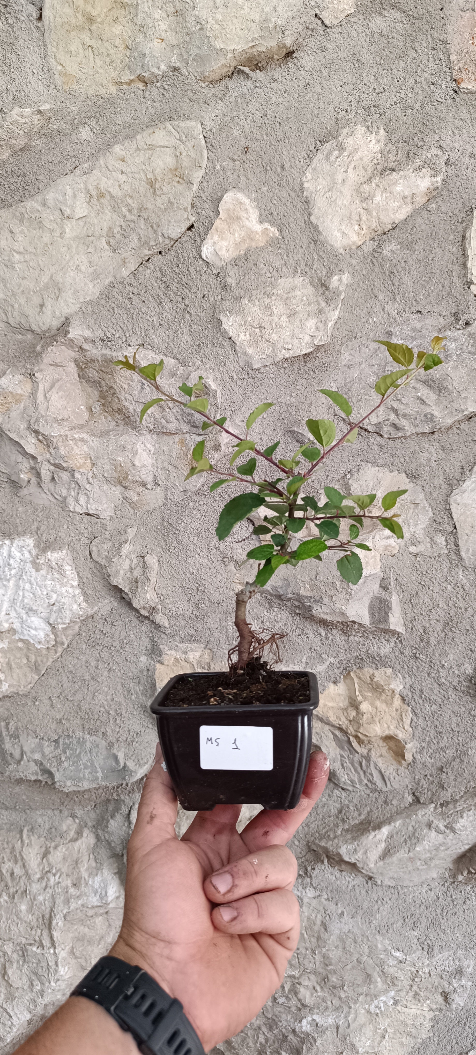 Manzano Silvestre Prebonsai Mini – Estilo Neagari con Raíces Expuestas