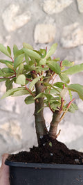 Bonsái Salix Triandra – Ejemplar Único