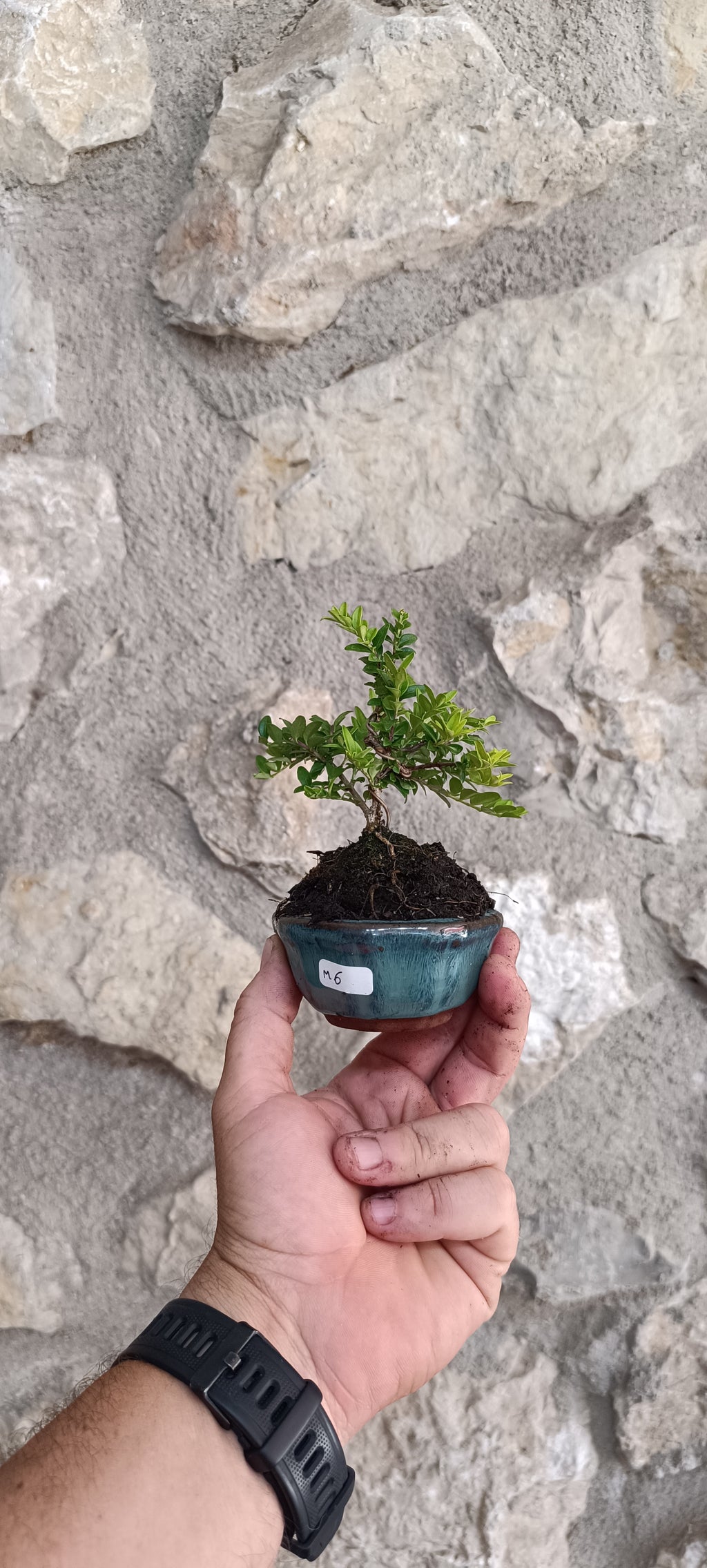 Mini Bonsái Madreselva Enana nº6
