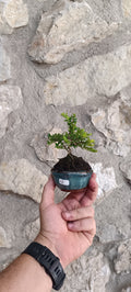 Mini Bonsái Madreselva Enana nº6