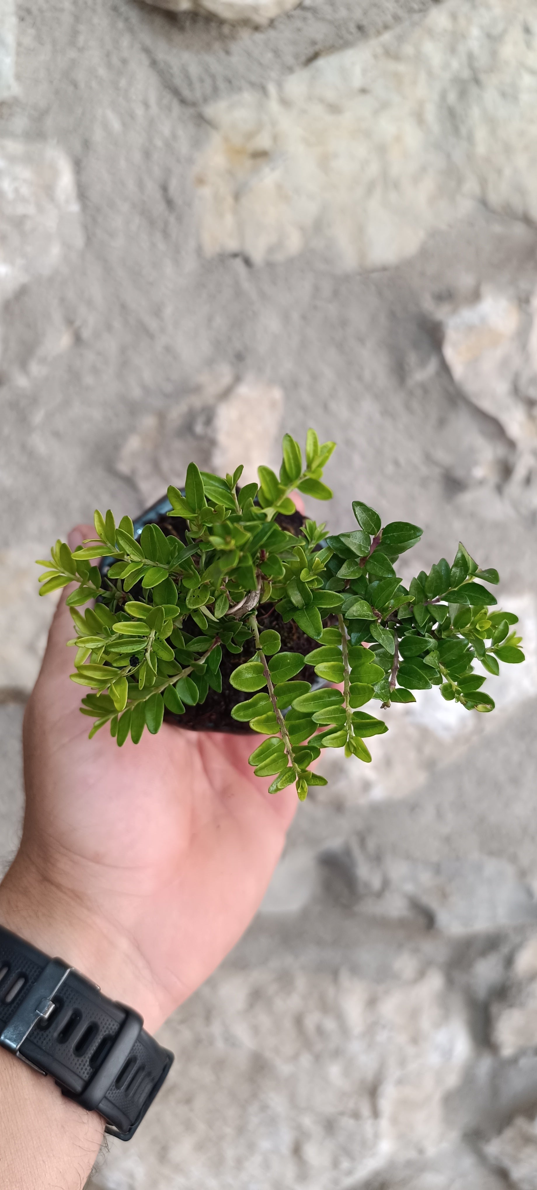 Mini Bonsái Madreselva Enana nº6