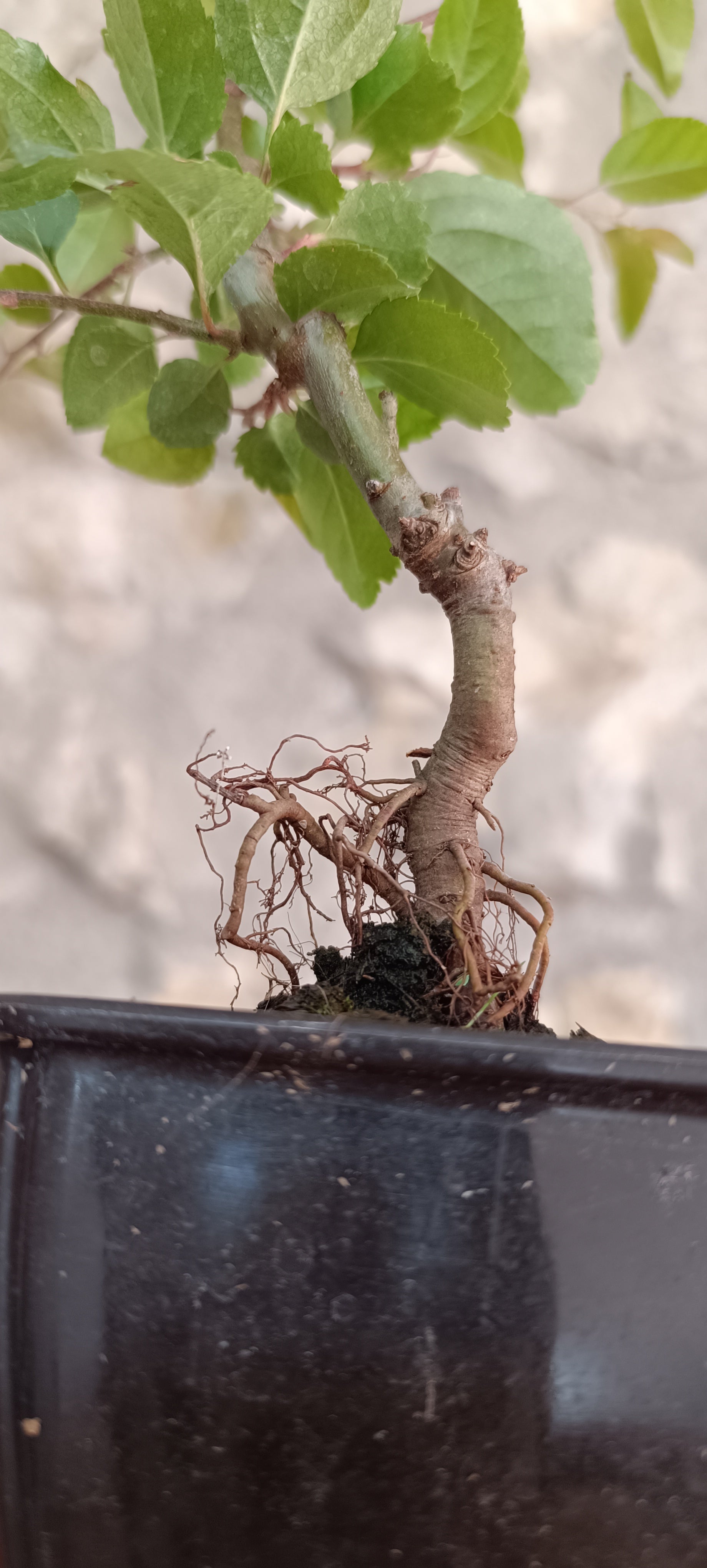 Manzano Silvestre Prebonsai Mini – Estilo Neagari con Raíces Expuestas