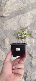 Mini Prebonsái Olmo Nire Keyaki – Ulmus parvifolia – Ejemplar NIRE1