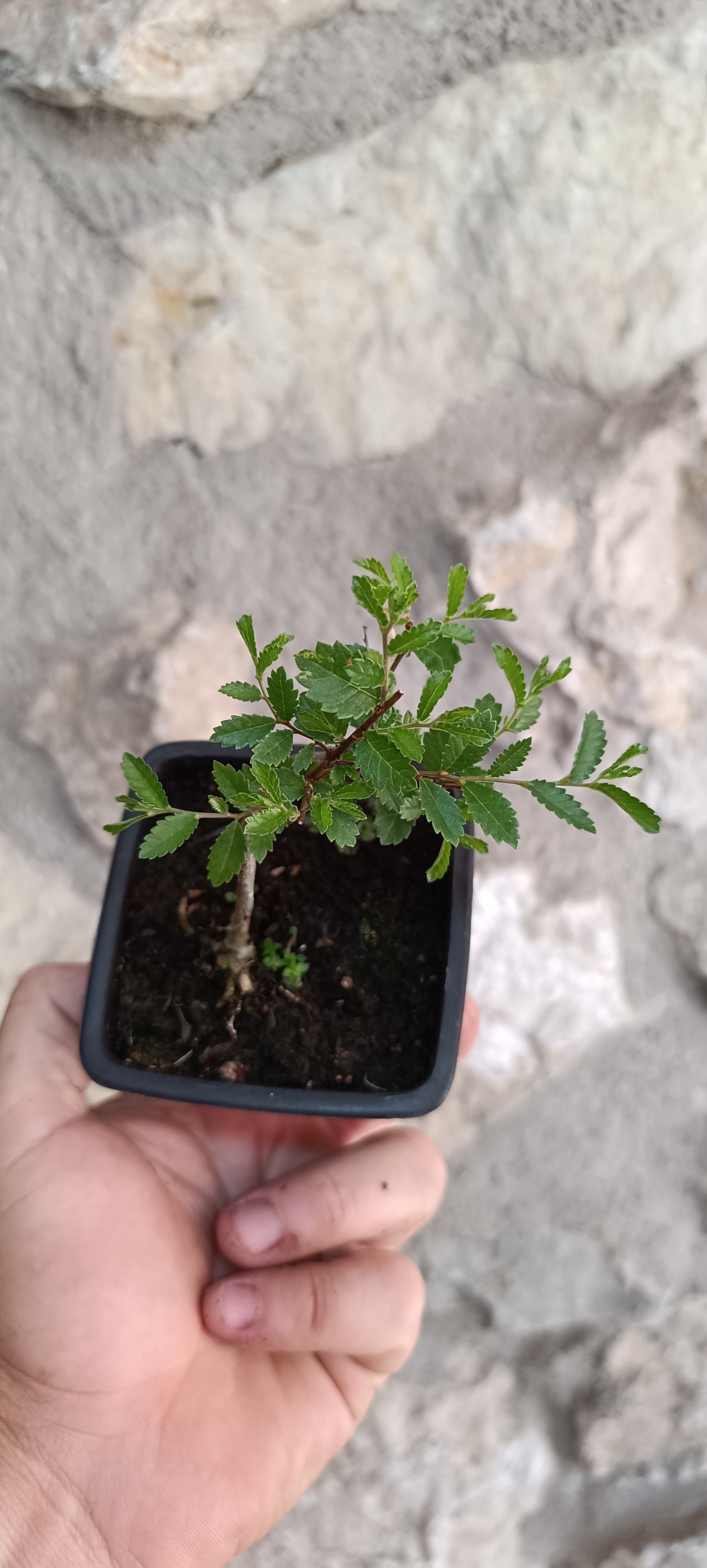 Mini Prebonsái Olmo Nire Keyaki – Ulmus parvifolia – Ejemplar NIRE1