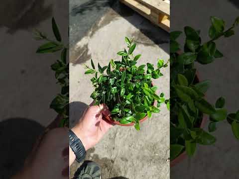 bonsai acebuche