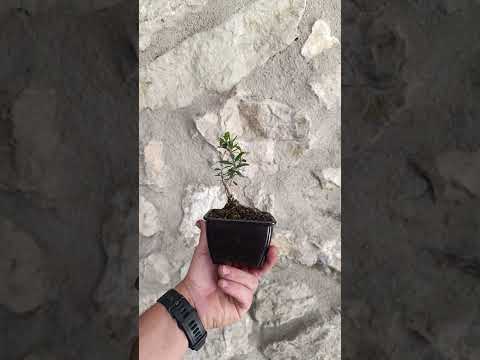 Mini Prebonsái Acebuche — Olea europaea var. sylvestris