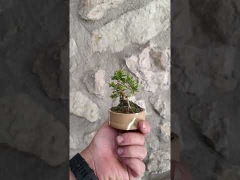 Mini Bonsái Madreselva Enana  nº1