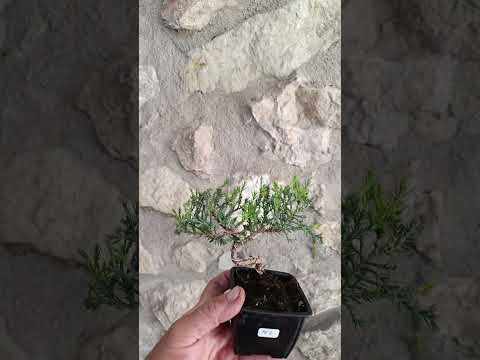 Mini Prebonsai Junipero n°2