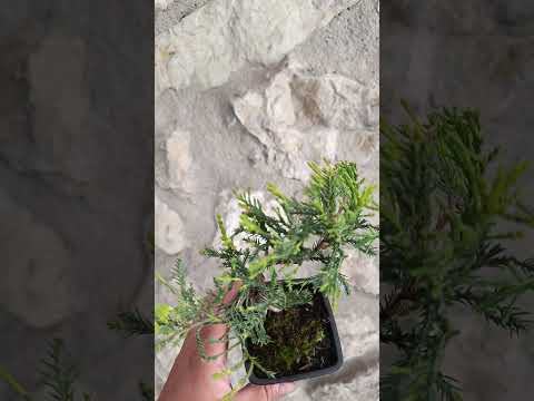 Mini Prebonsai Junipero n°1