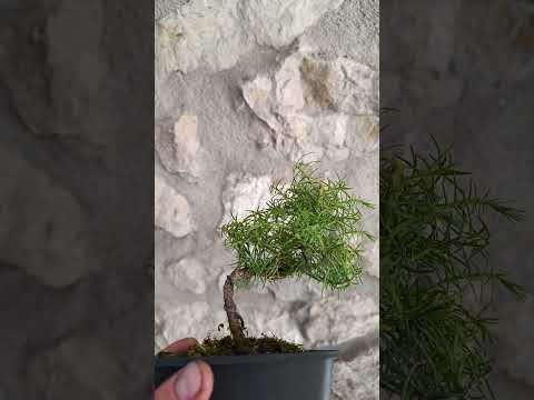 Mini Bonsai Cryptomeria Japonica 'Elegans'