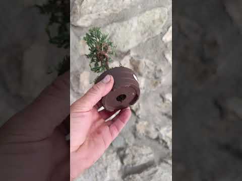 Mini Bonsai Junipero n°1