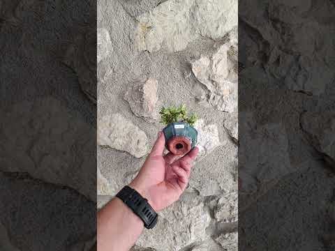 Mini Bonsái Madreselva Enana  nº2