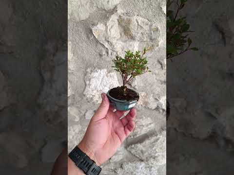 Mini Bonsái Azalea Japonesa Enana - Flor Lila