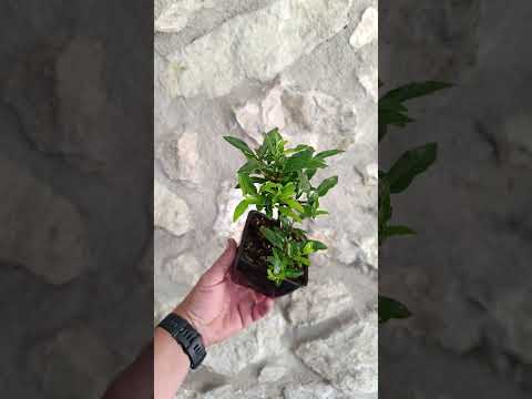 Mini Prebonsái Piracanta de Fruto Rojo — Pyracantha coccinea