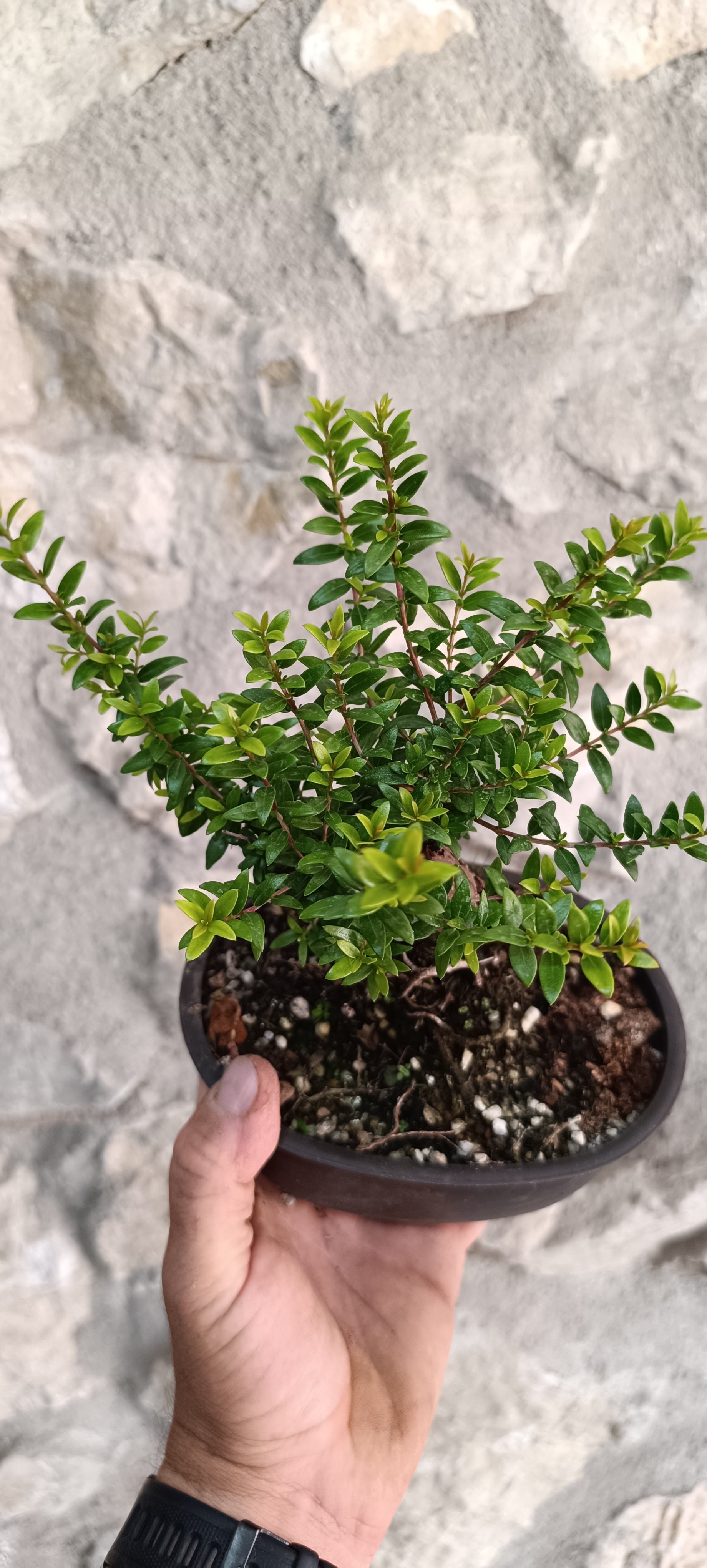 Prebonsái Mirto Tarentino – Ejemplar Único