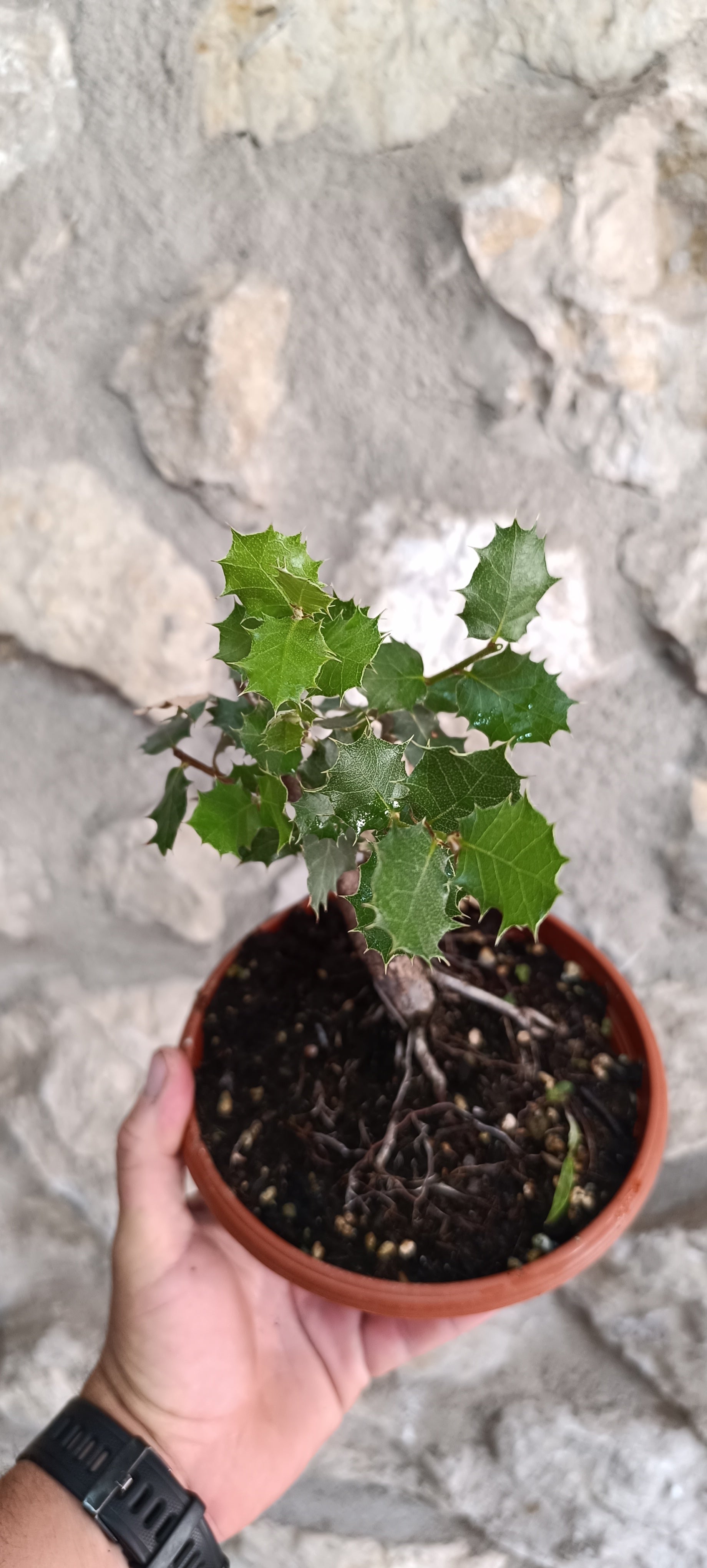 Prebonsai Encina Quercus Ilex 'Ilex'