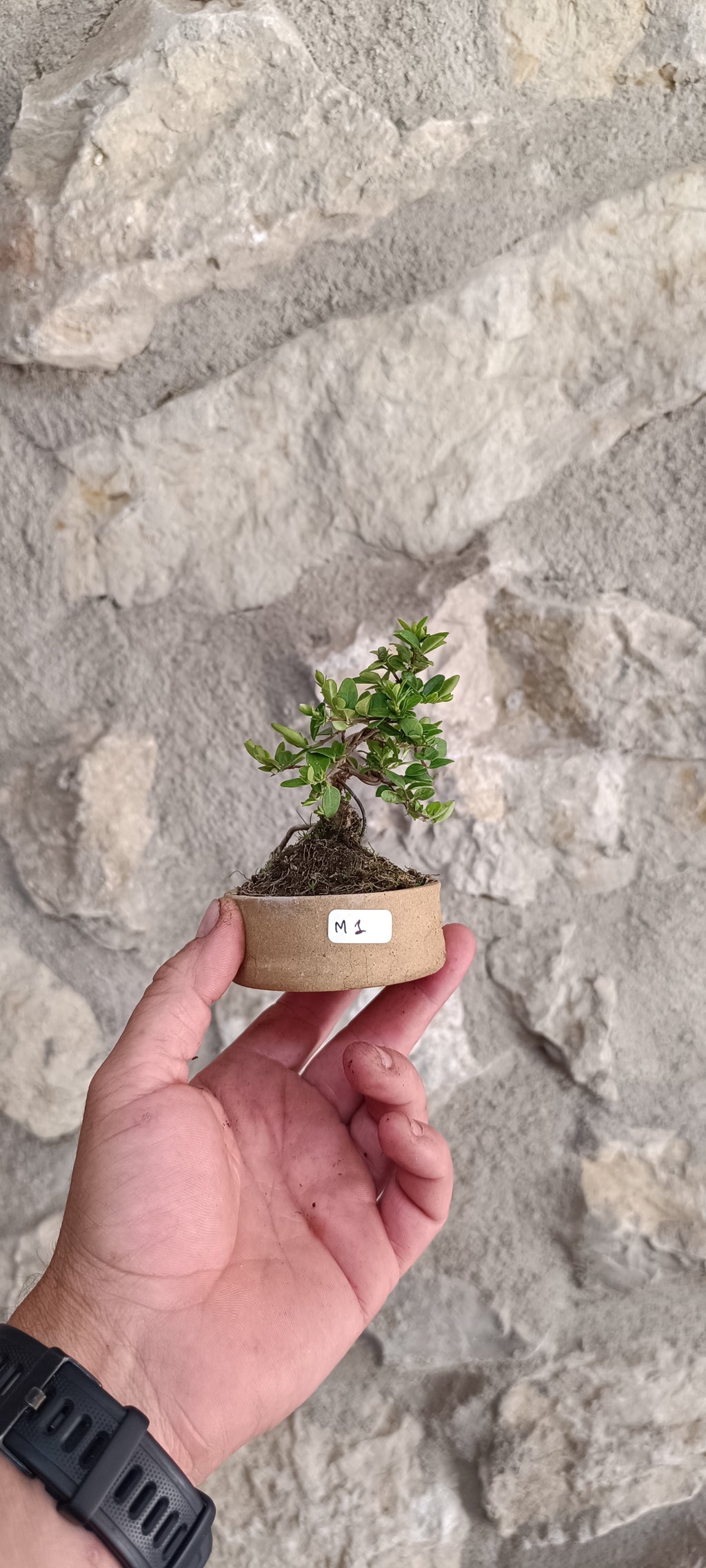 Mini Bonsái Madreselva Enana  nº1