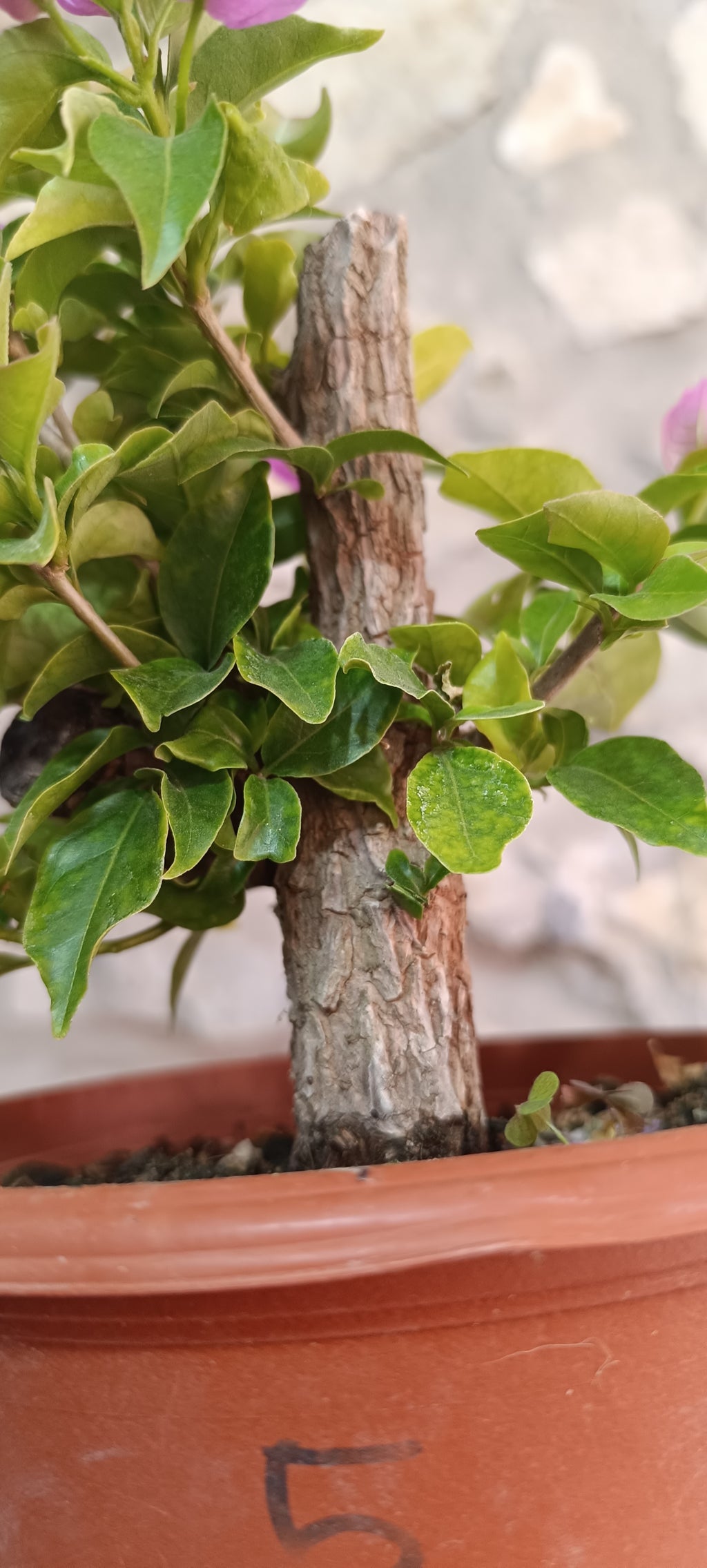 Prebonsai de Bugambilla nº3 (Bougainvillea)