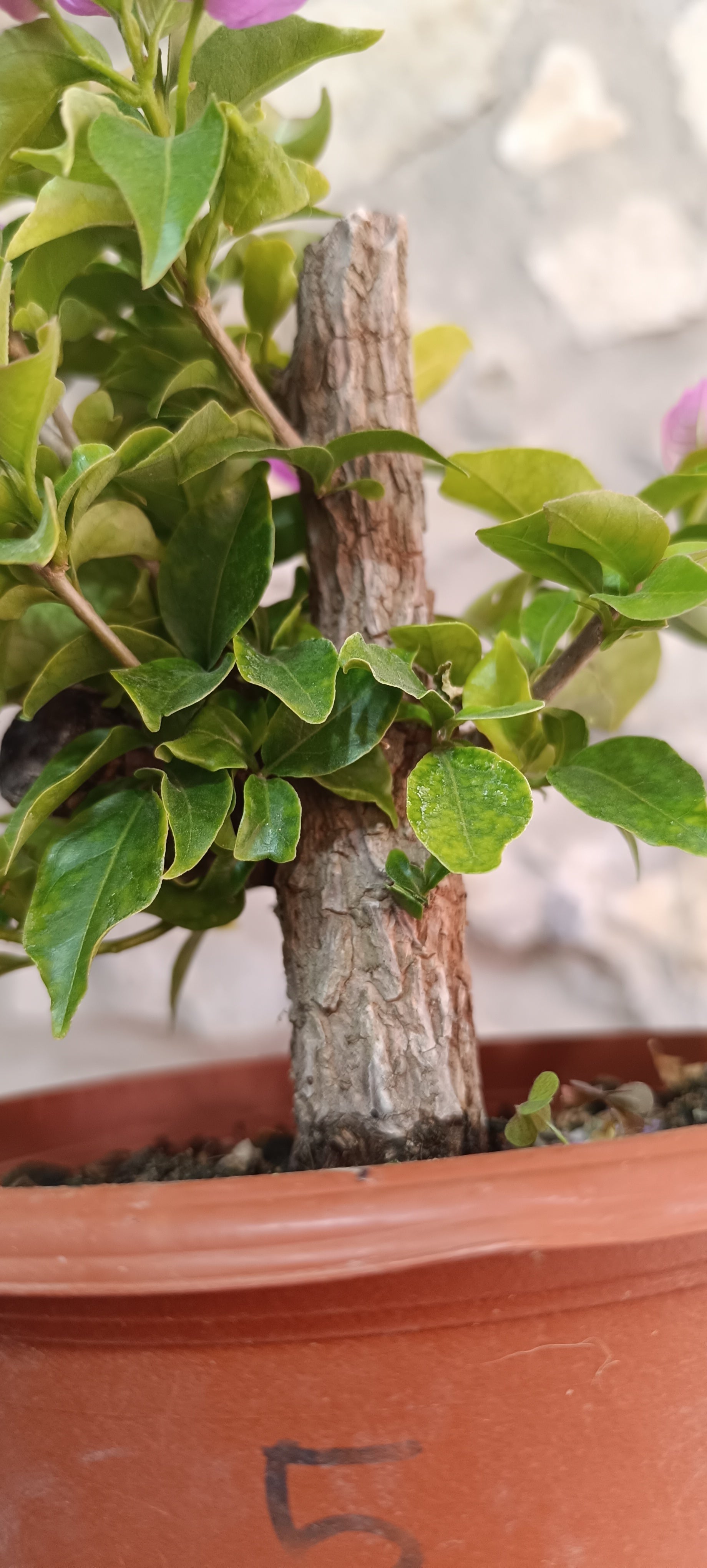 Prebonsai de Bugambilla nº3 (Bougainvillea)