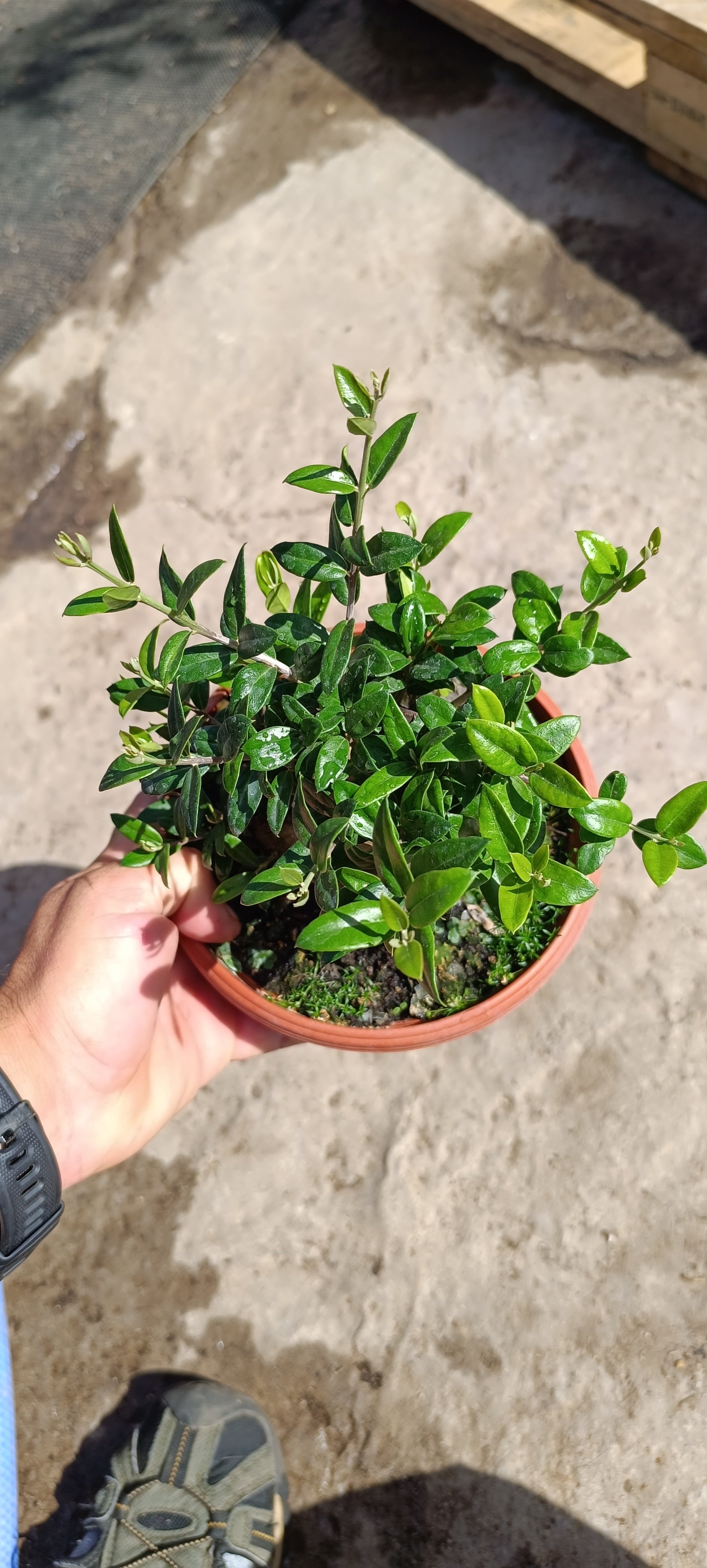 Prebonsai Olea europea var. Sylvestris