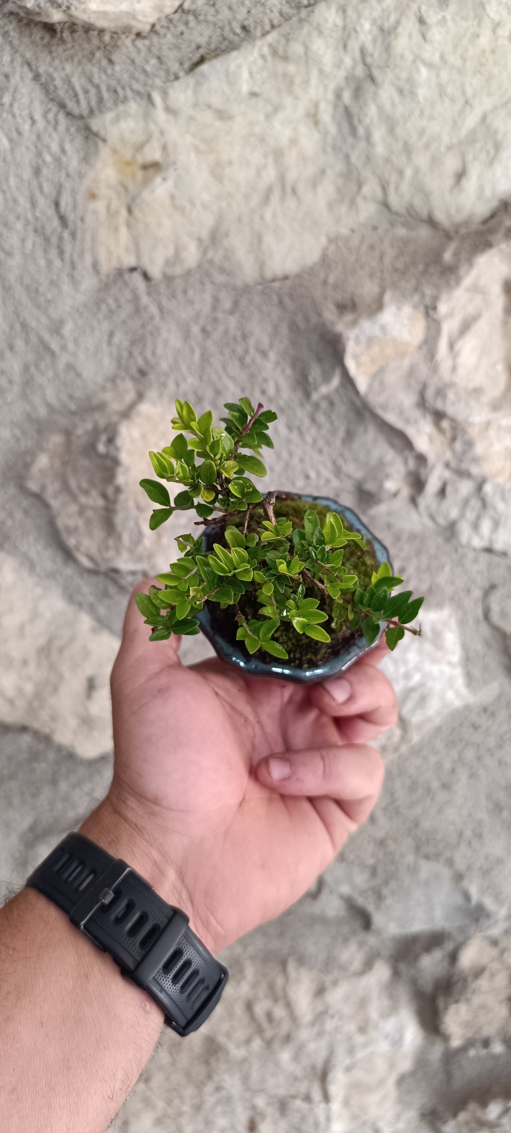Mini Bonsái Madreselva Enana  nº2