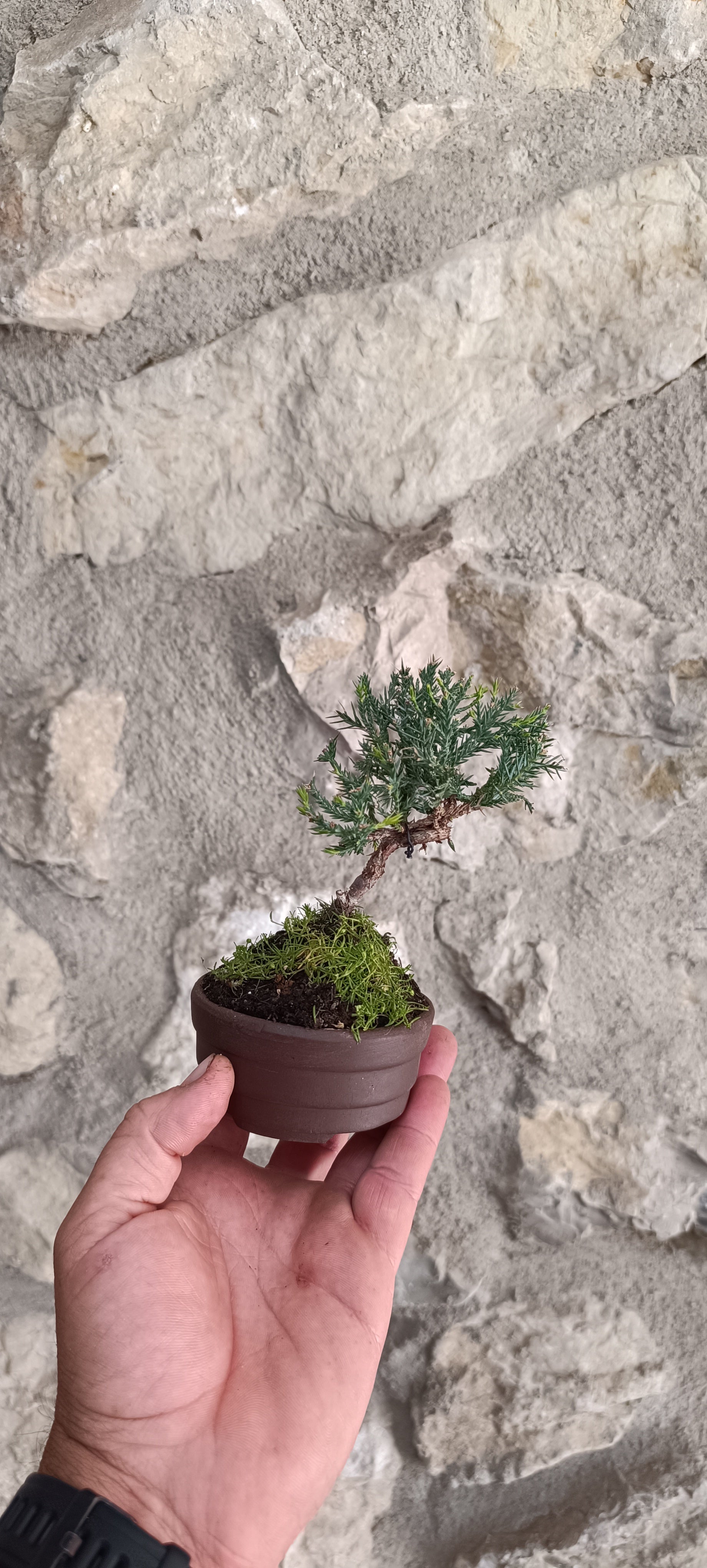 Mini Bonsai Junipero n°1