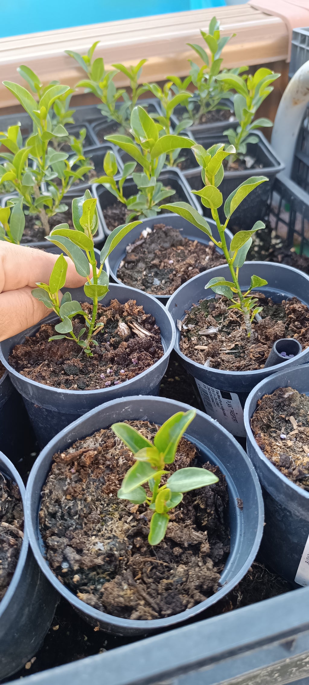 Plantón de Ficus Burtt Davyii 'Nana' – Ficus para Bonsái