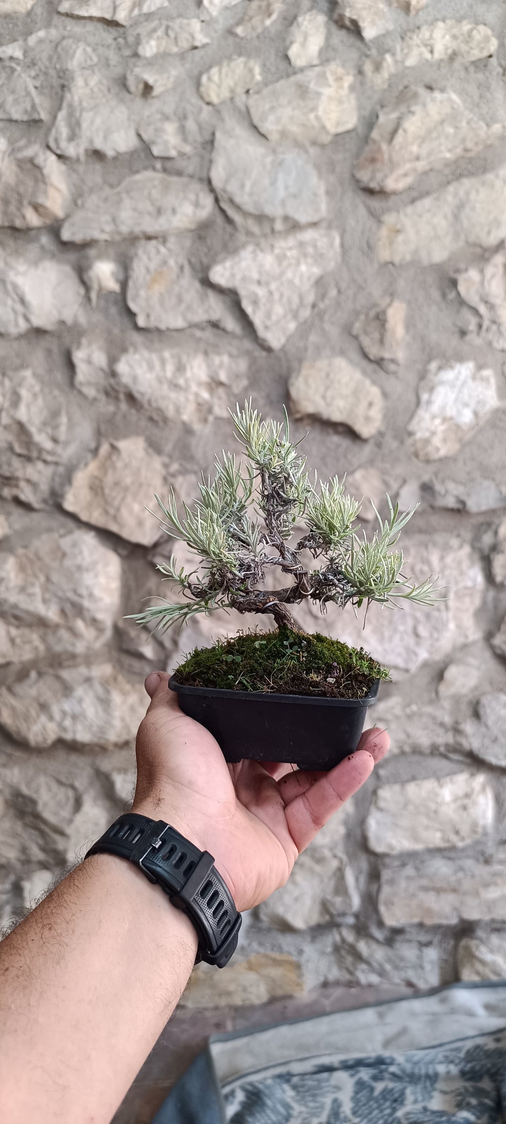 Bonsái de Curry Mini - Helichrysum Italicum