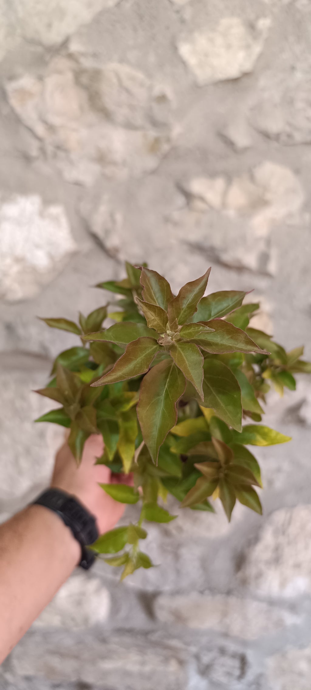 Prebonsai de Bugambilla nº4 (Bougainvillea)