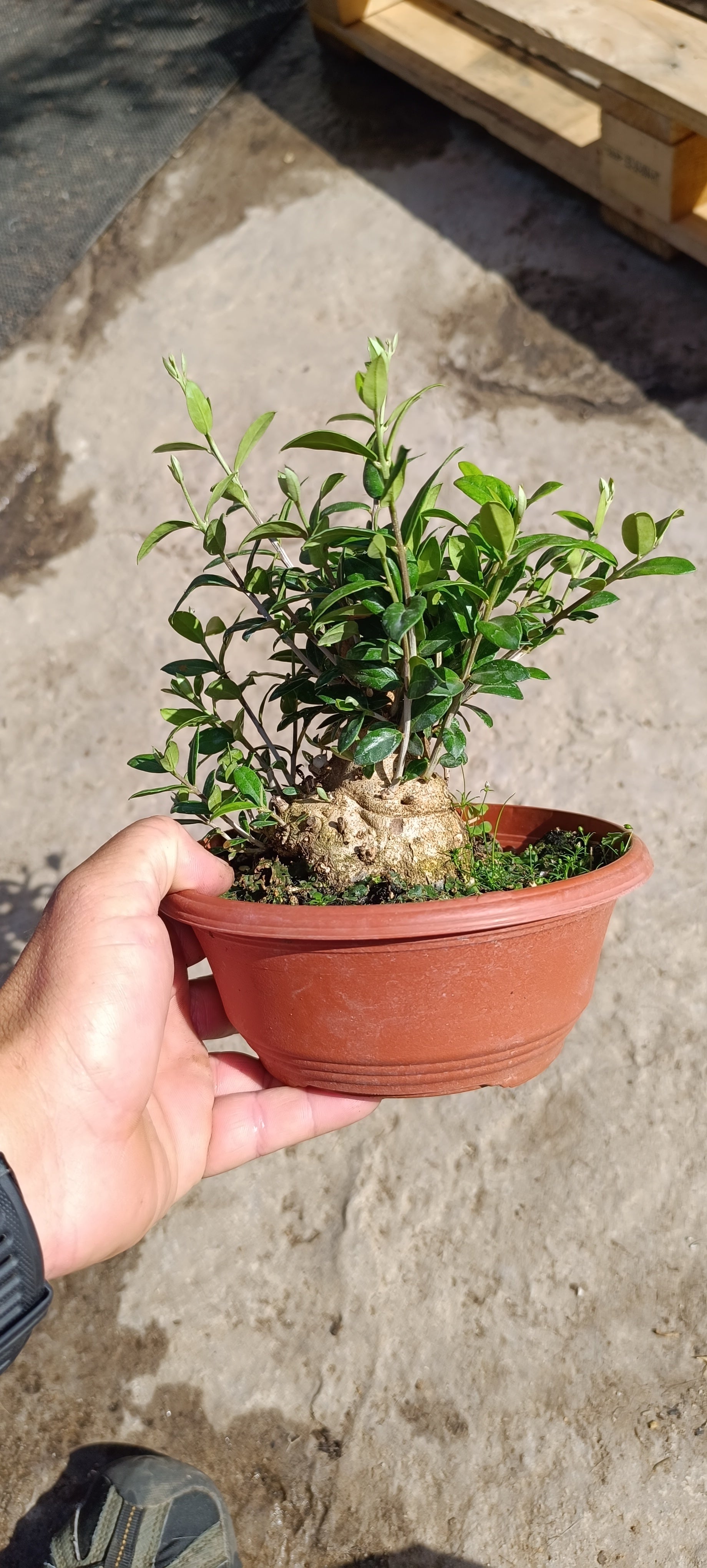 Prebonsai Olea europea var. Sylvestris