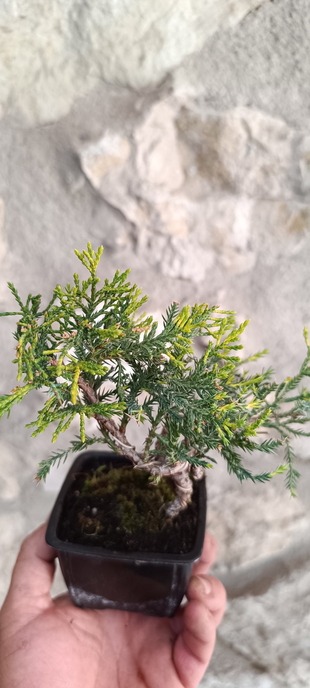 Mini Prebonsai Junipero n°1