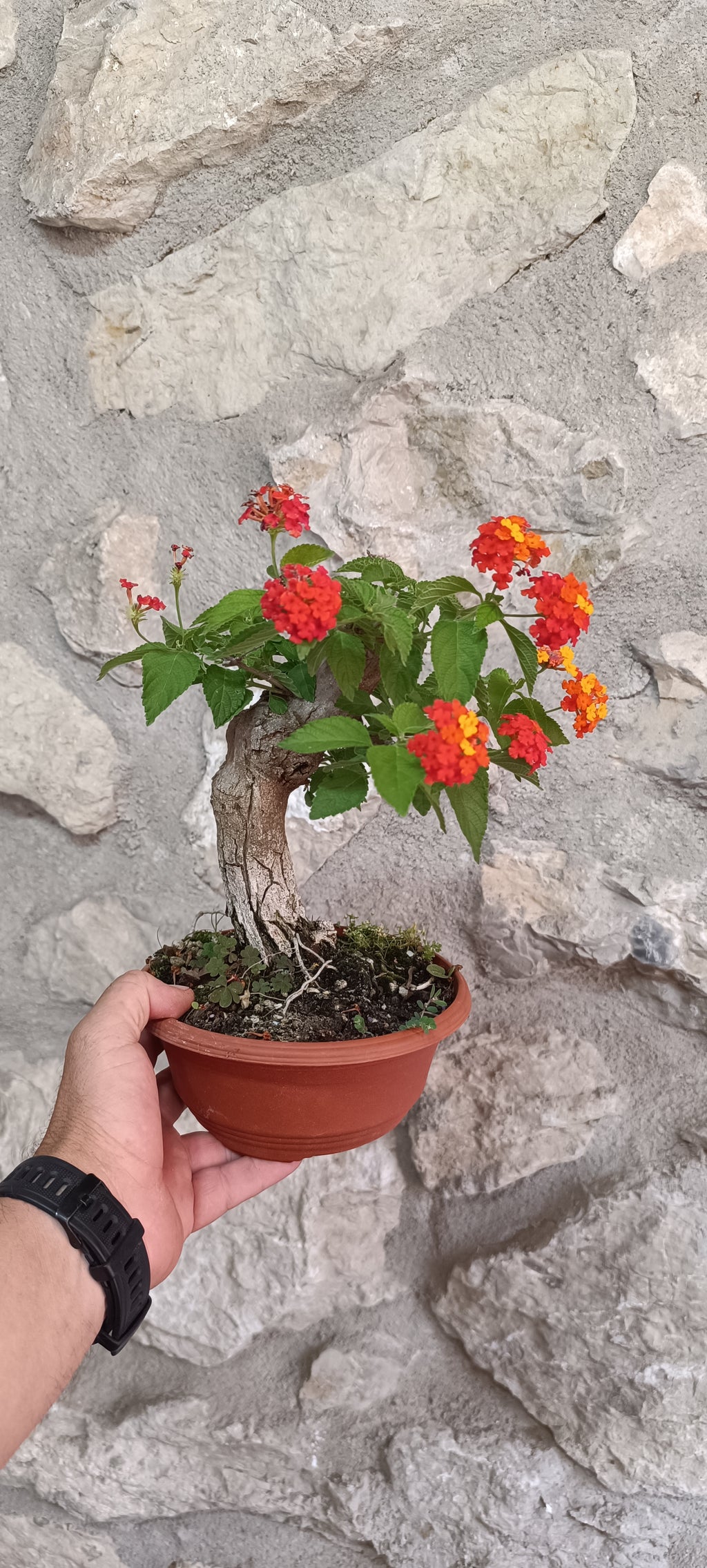 Prebonsai de Lantana Camara (La Bandera de España)