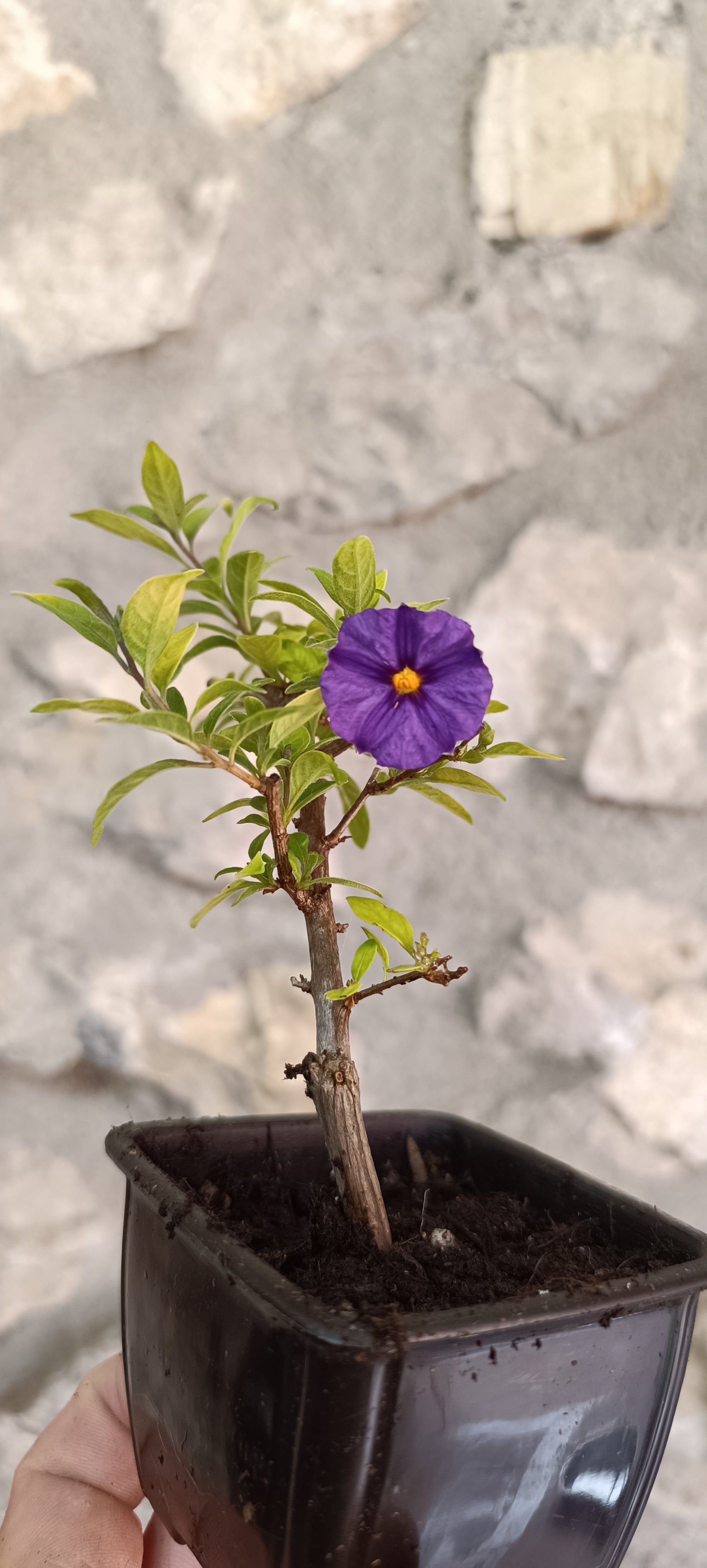 Mini Prebonsái Solanum Rantonnetii – Jazmín Azul Florido