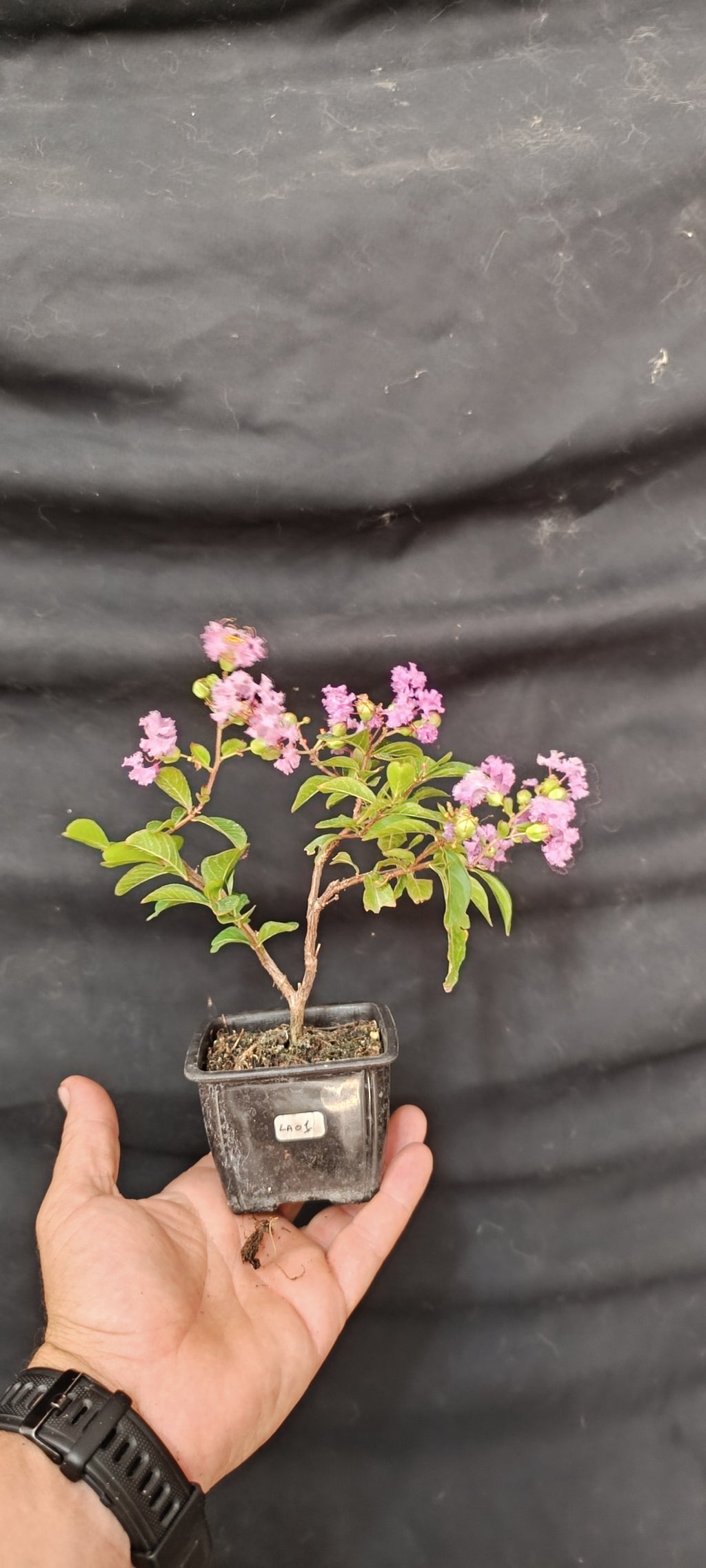 Lagerstroemia indica flor lila - Mini Pre Bonsái