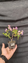 Lagerstroemia indica flor lila - Mini Pre Bonsái