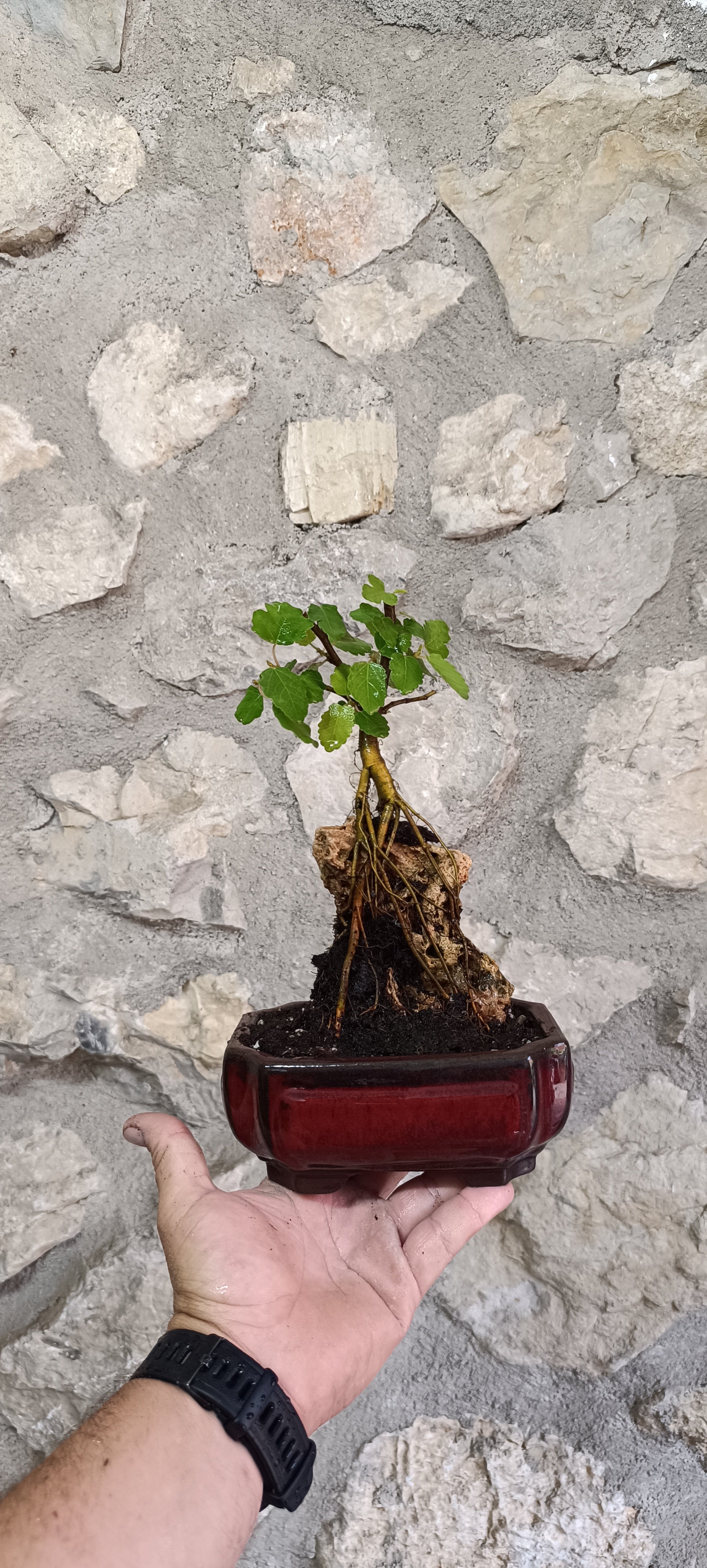 Bonsái Ficus Carica sobre Roca – Maceta China Esmaltada