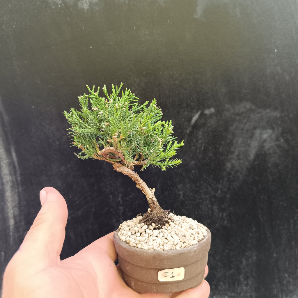 Mini Bonsai Junipero n°1