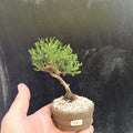 Mini Bonsai Junipero n°1