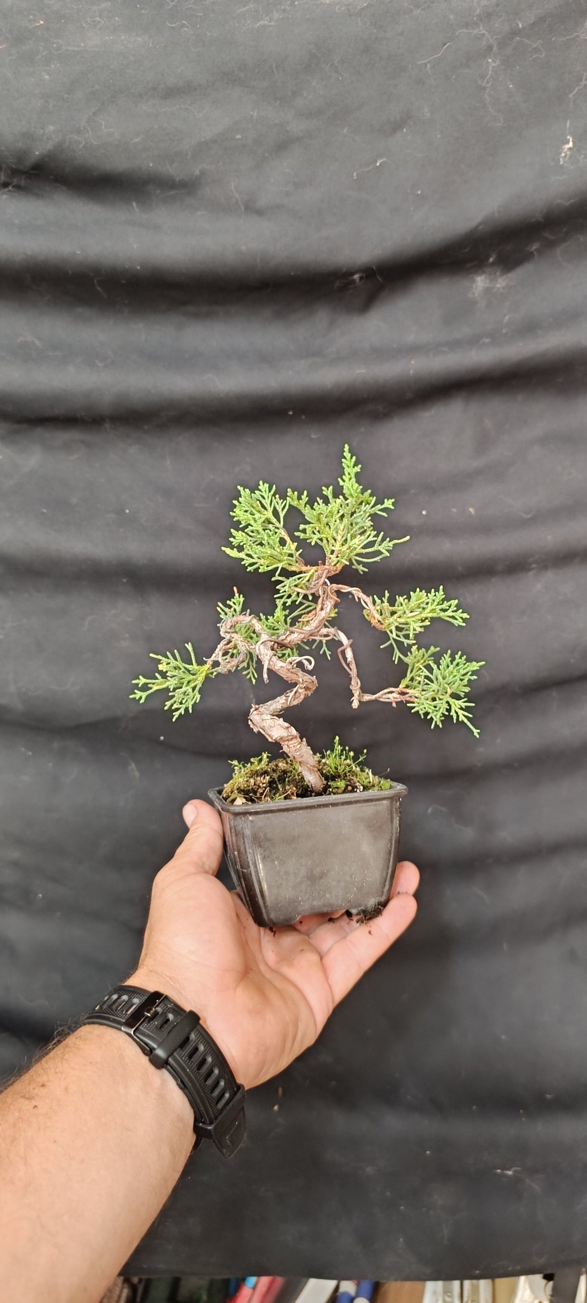 Mini prebonsái Juniperus Kishu con primera selección de ramas y alambrado inicial, vista frontal en maceta cuadrada negra