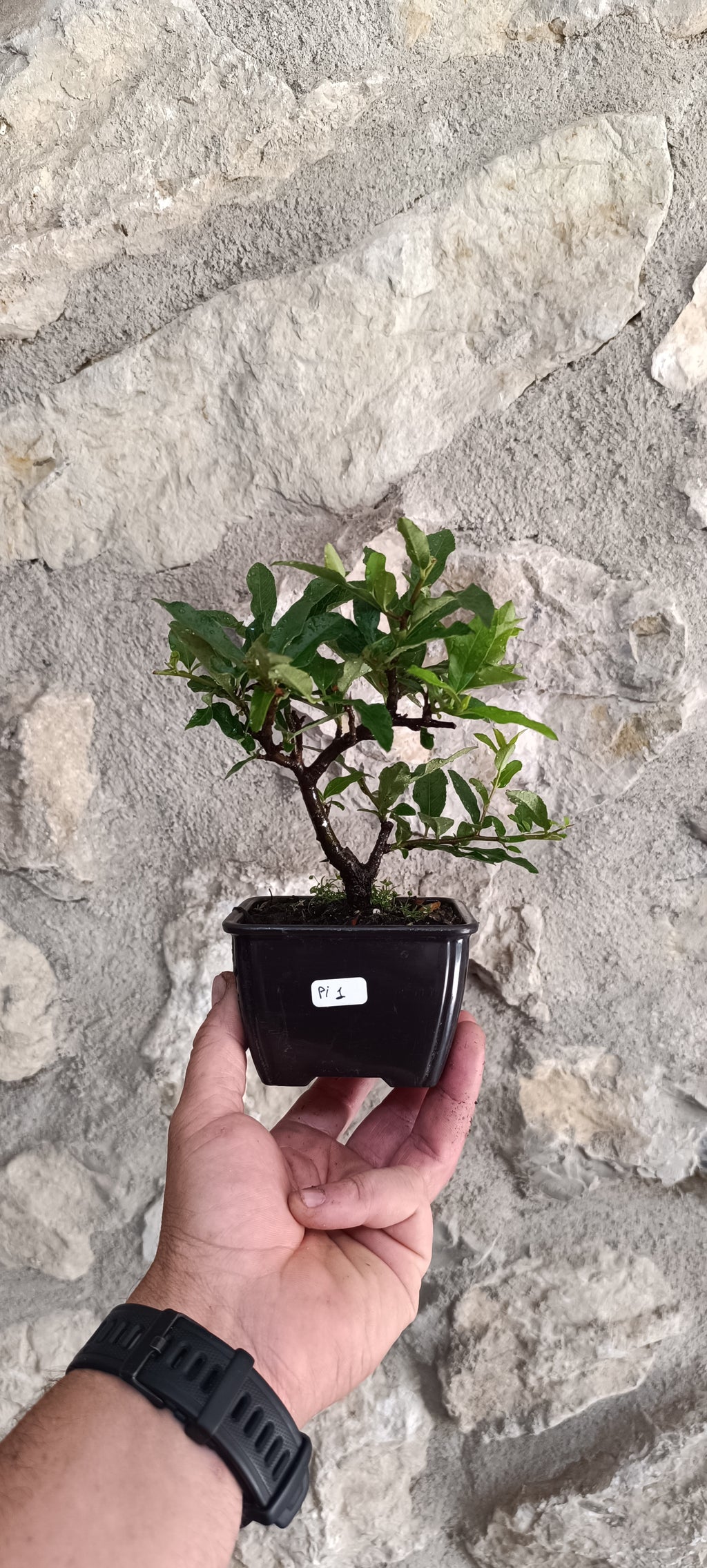 Mini Prebonsái Piracanta de Fruto Rojo — Pyracantha coccinea