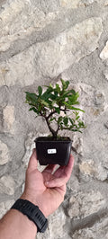 Mini Prebonsái Piracanta de Fruto Rojo — Pyracantha coccinea