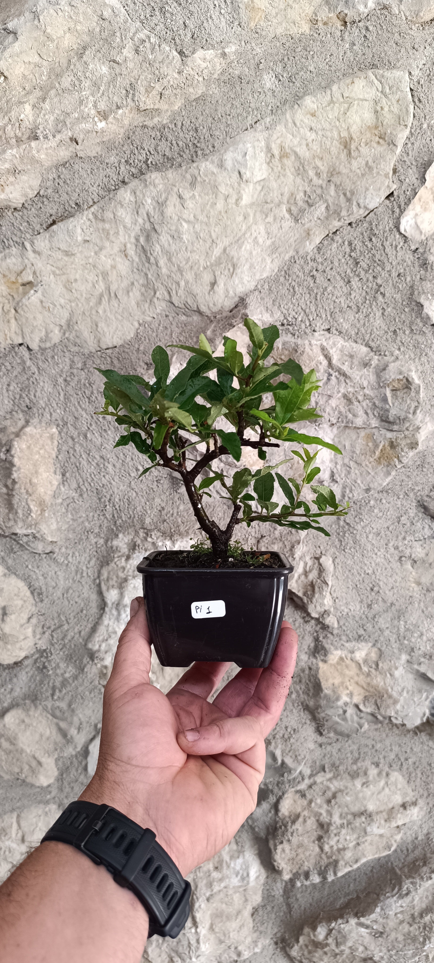 Mini Prebonsái Piracanta de Fruto Rojo — Pyracantha coccinea