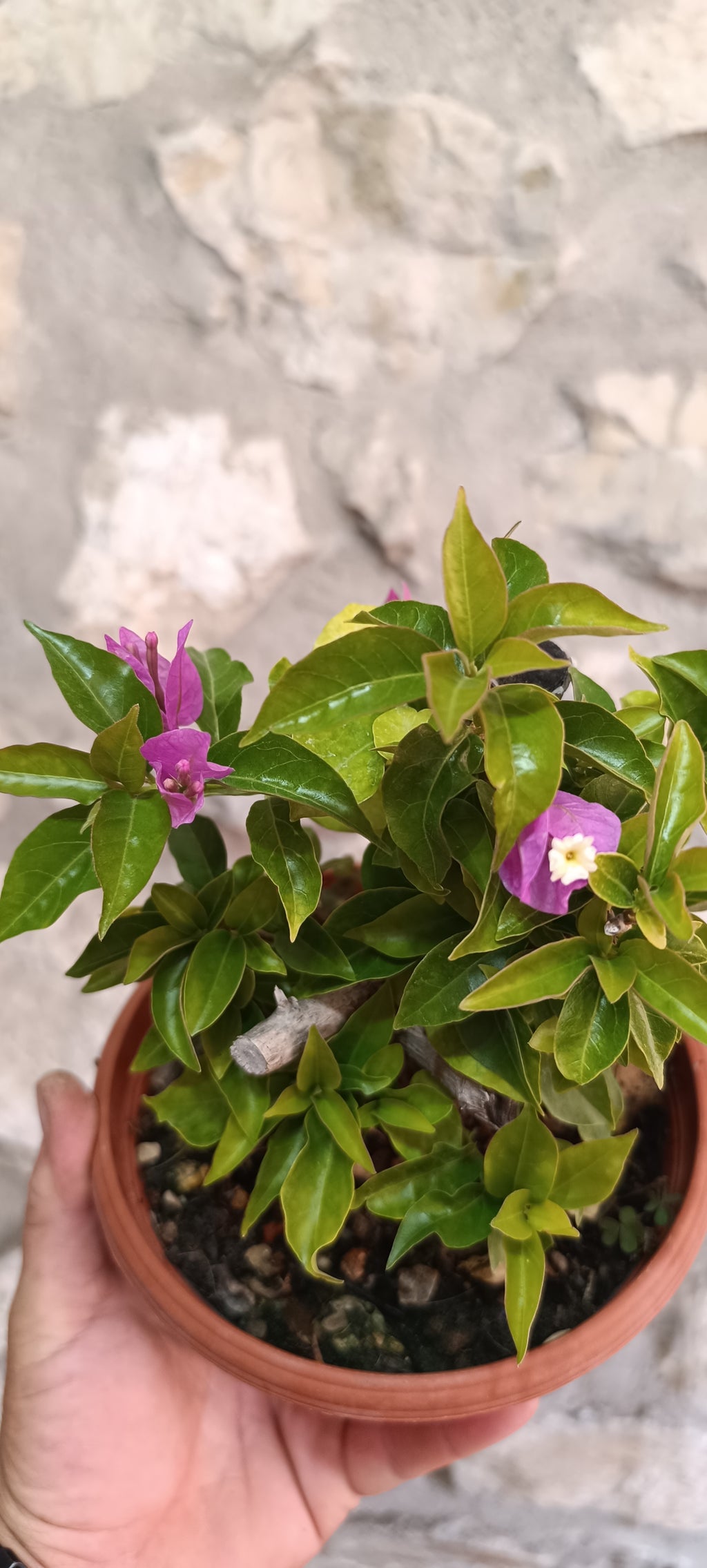 Prebonsai de Bugambilla nº3 (Bougainvillea)