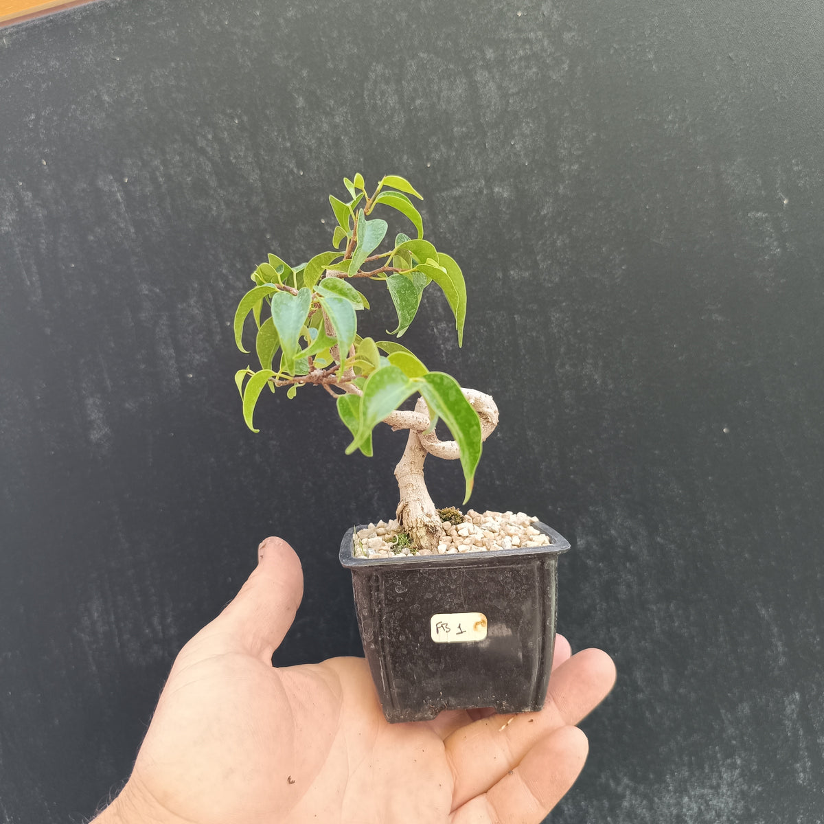 Mini Prebonsái Ficus benjamina – Ejemplar FB1