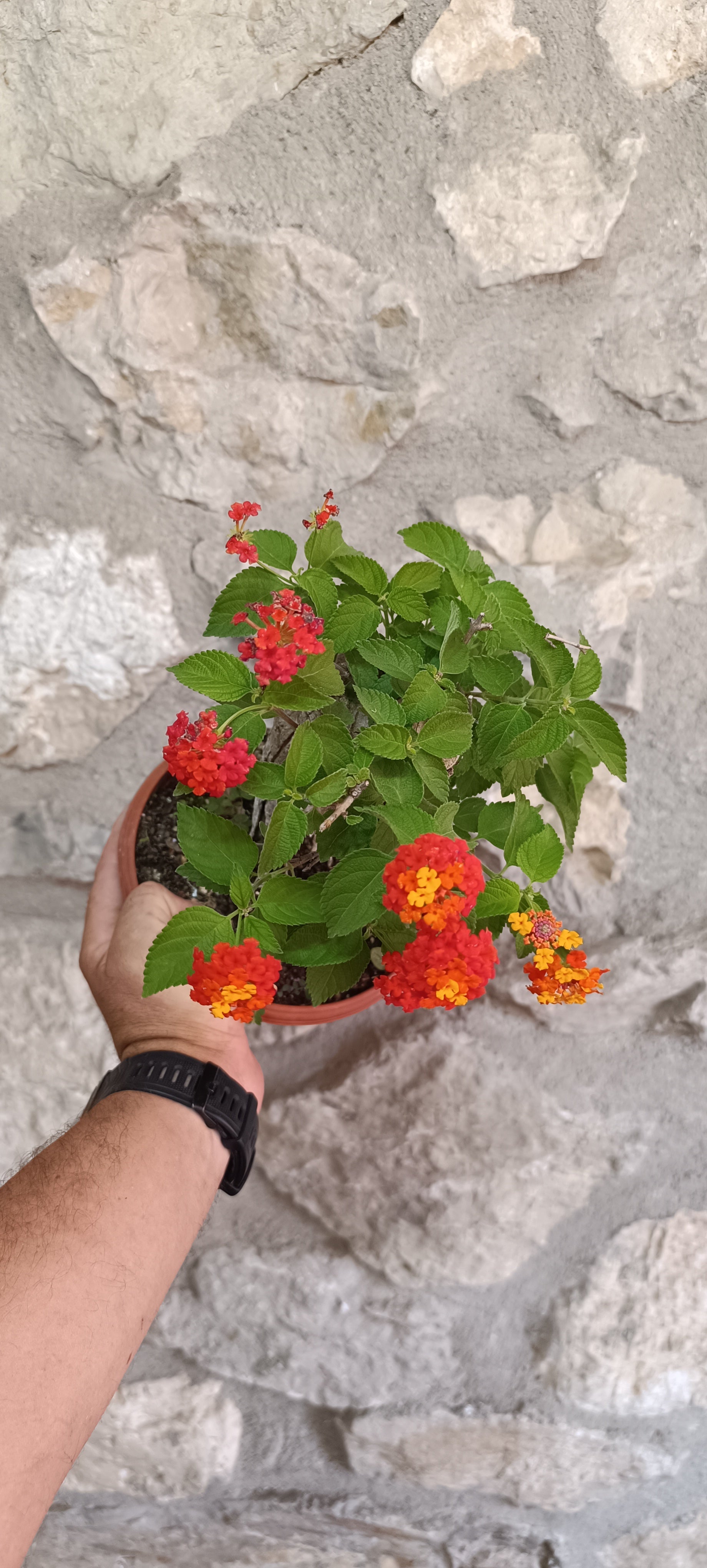 Prebonsai de Lantana Camara (La Bandera de España)