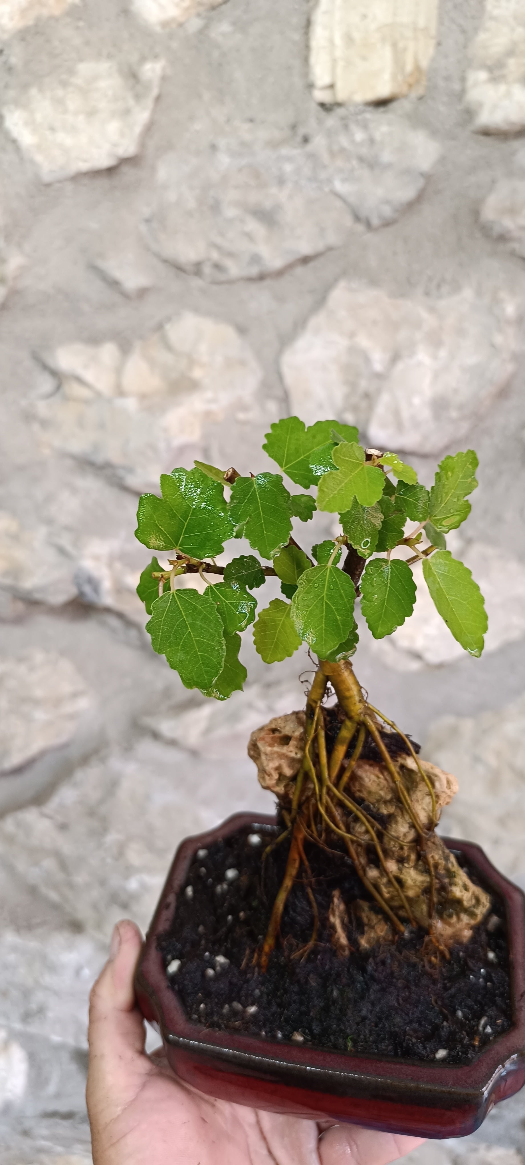 Bonsái Ficus Carica sobre Roca – Maceta China Esmaltada