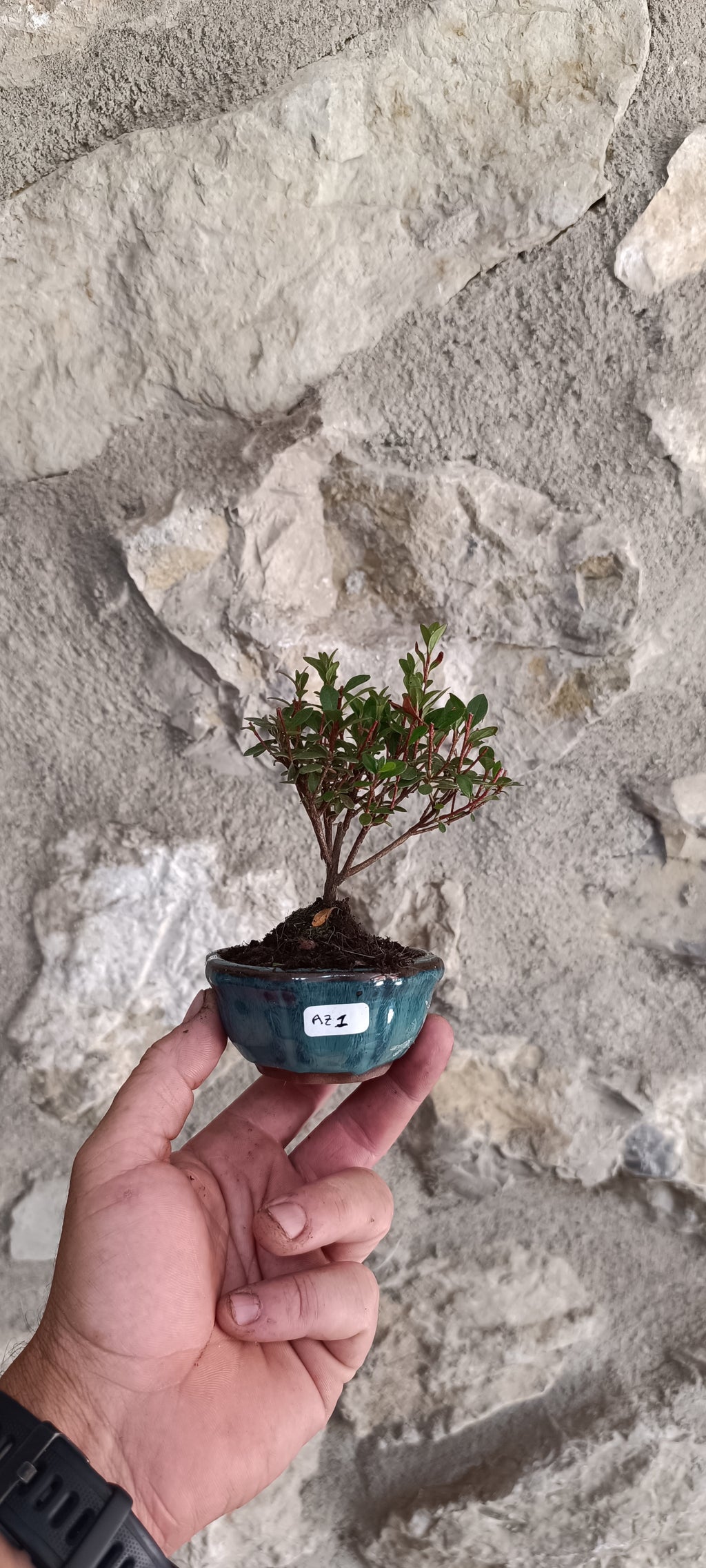 Mini Bonsái Azalea Japonesa Enana - Flor Lila