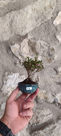 Mini Bonsái Azalea Japonesa Enana - Flor Lila