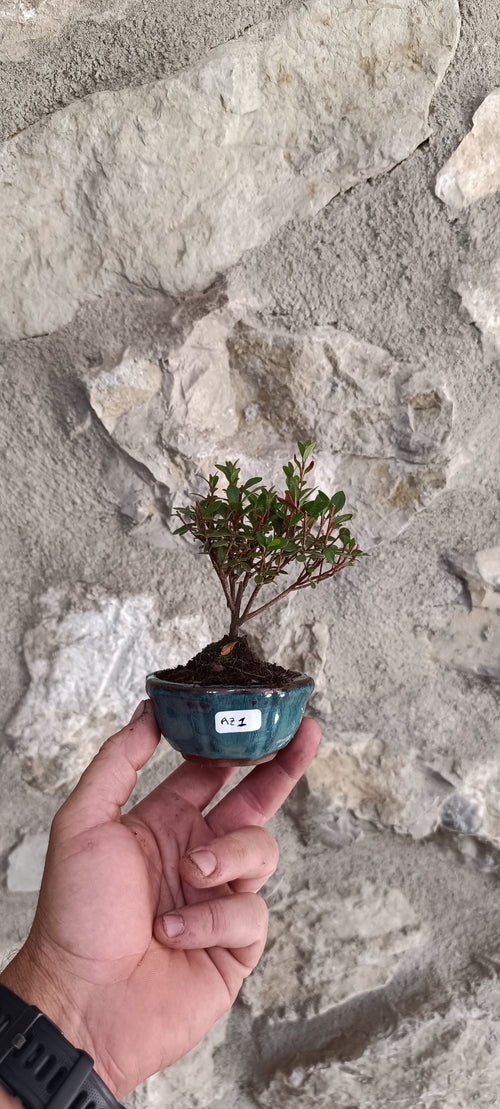 Mini Bonsái Azalea Japonesa Enana - Flor Lila